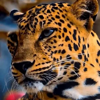 🤩