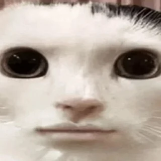 🔄