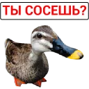🦆