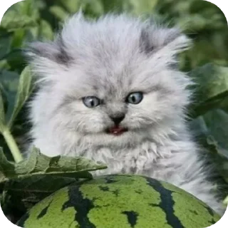 😾