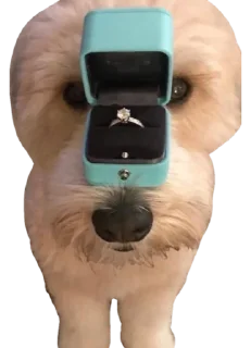 💍