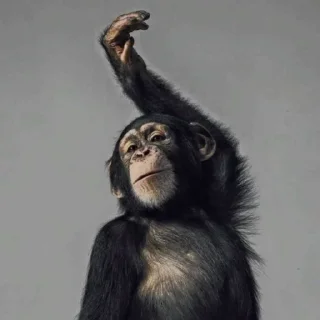 🐒