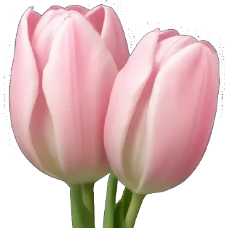 🌷