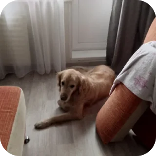 🐶