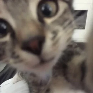 🐱
