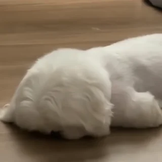 🐶