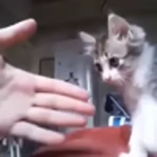 🐈‍⬛