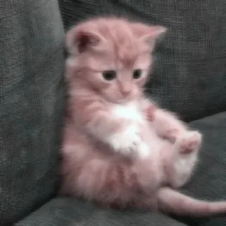 💖