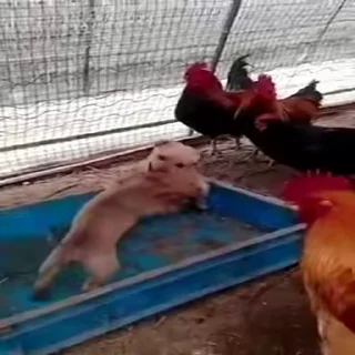 😠