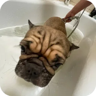 🐱