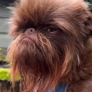 🐶