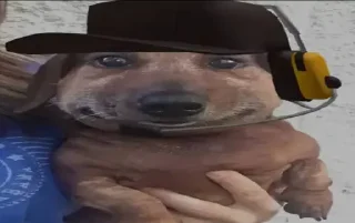 🐶