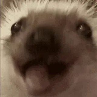 🦔