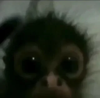 🙉