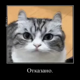 🐱