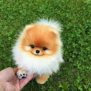 🐶