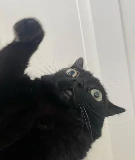 🙋