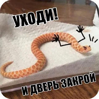 🐍