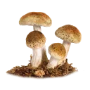 🍄