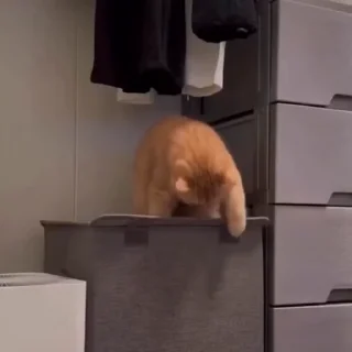 🐈