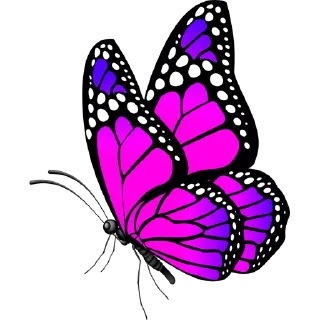 🦋