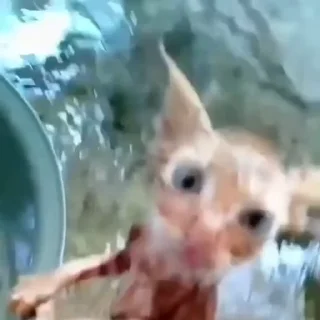 🐈