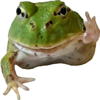 🤚