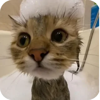 🐱
