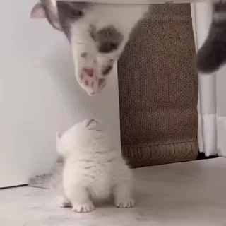 🐾