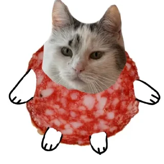 🐱