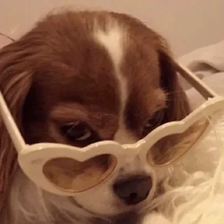 🐕
