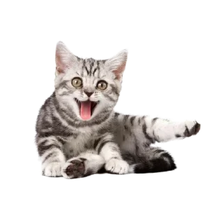 🐱