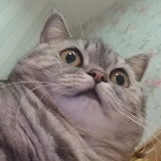 😯