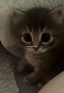 🥺