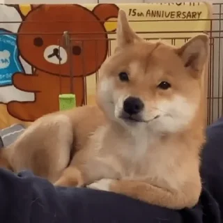 🐶