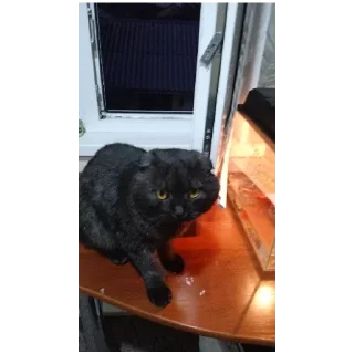 котики 🐈