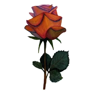 🌹