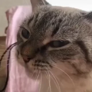 😎