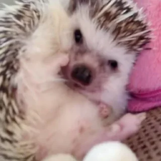 🦔