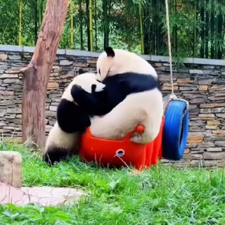 🐼