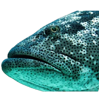🐠