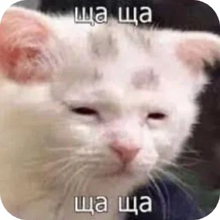 🤲