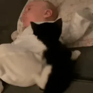 🐈