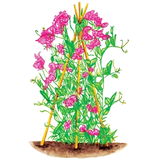 🌱