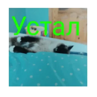 🐱
