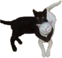 🐈