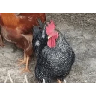 🐔