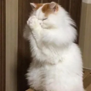 🙏