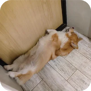 🐶