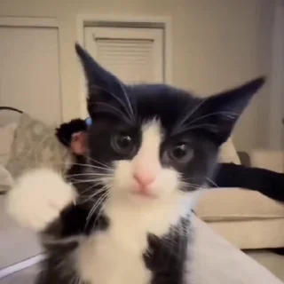 🤩